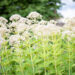 Eupatorium maculatum `Album`