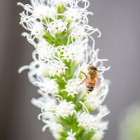 Liatris spicata `Floristan Weiss` tähkjas liatris