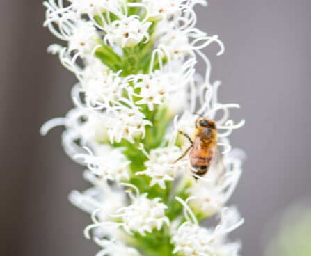 Liatris spicata `Floristan Weiss` tähkjas liatris