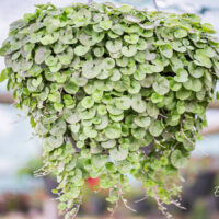 Dichondra `Emerald Falls` hõbepael