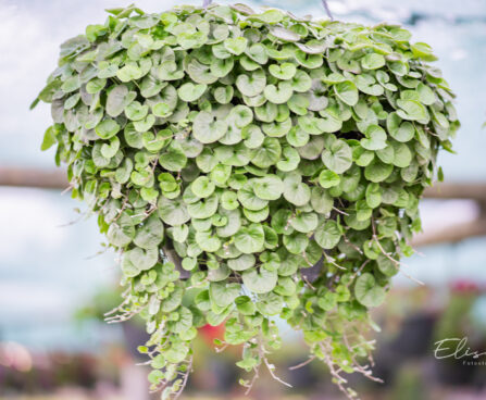 Dichondra `Emerald Falls` hõbepael