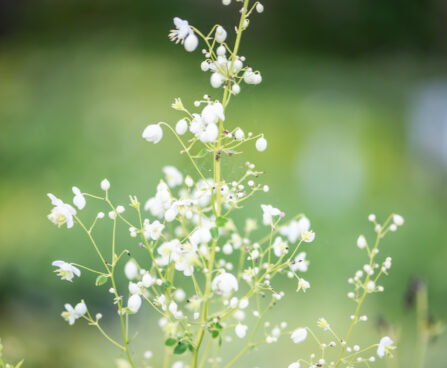 Thalictrum delavayi `Album` ängelhein