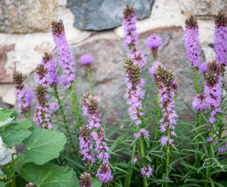 Liatris spicata tähkjas liatris