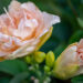 Hemerocallis `Bowl of Cream` päevaliilia (1)