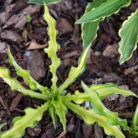 1108_8389_Hosta_Medusa__2.JPG