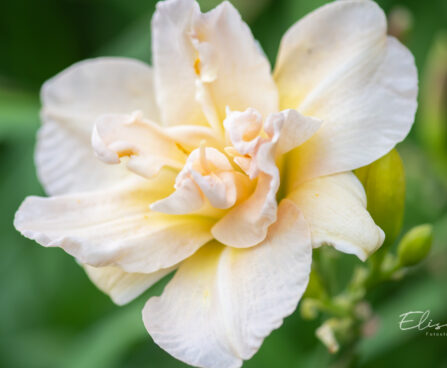 Hemerocallis `Bowl of Cream` päevaliilia (2)
