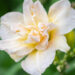 Hemerocallis `Bowl of Cream` päevaliilia (2)