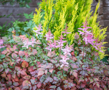 Astilbe arendsii `Color Flash` arendsi astilbe