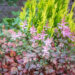 Astilbe arendsii `Color Flash` arendsi astilbe