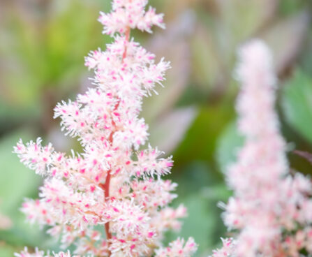 Astilbe `Chocolate Shogun` (1)