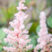 Astilbe `Chocolate Shogun` (1)