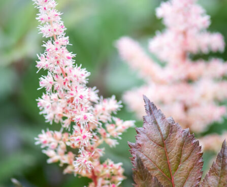 Astilbe `Chocolate Shogun` (2)