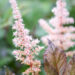 Astilbe `Chocolate Shogun` (2)