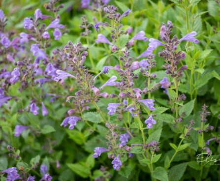 Nepeta racemosa `Blue Wonder` mussini naistenõges