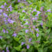 Nepeta racemosa `Blue Wonder` mussini naistenõges