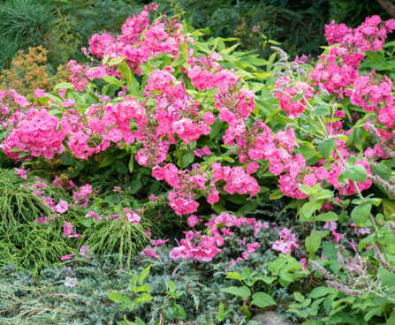 Phlox paniculata Reelika aiast (1)