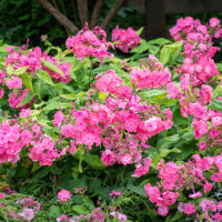 Phlox paniculata Reelika aiast (2)