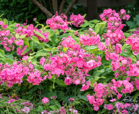 Phlox paniculata Reelika aiast (2)