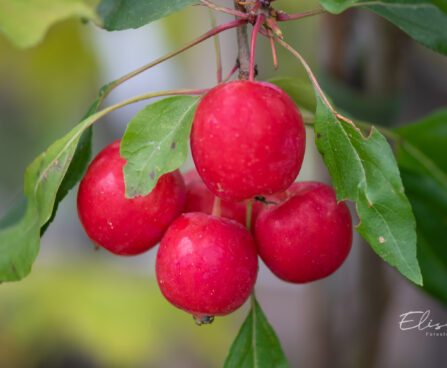 Malus `Dolgo` õunapuu (1)