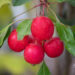 Malus `Dolgo` õunapuu (1)