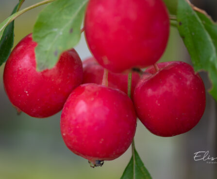 Malus `Dolgo` õunapuu (2)