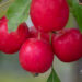 Malus `Dolgo` õunapuu (2)