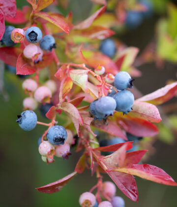 Vaccinium corymbosum kännasmustikas (1)