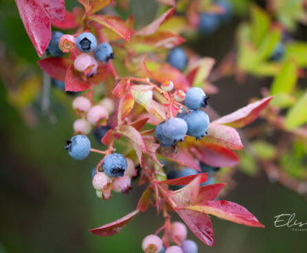 Vaccinium corymbosum kännasmustikas (1)