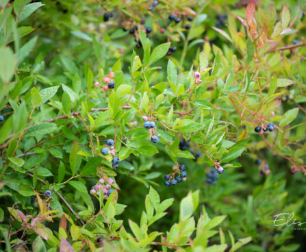 Vaccinium corymbosum kännasmustikas (2)