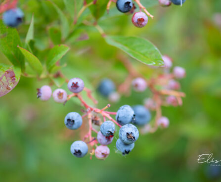 Vaccinium corymbosum kännasmustikas (3)