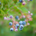 Vaccinium corymbosum kännasmustikas (3)