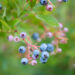 Vaccinium corymbosum kännasmustikas (3)