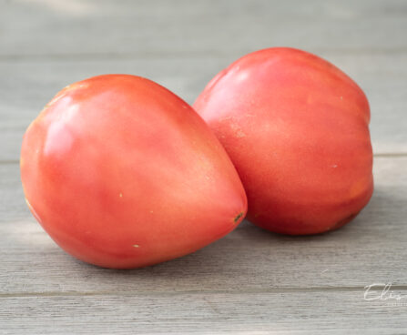 Lycopersicon esculentum `Oxheart` tomat (1)