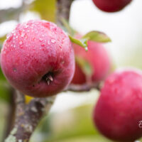 Malus `Gatis` õunapuu