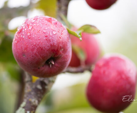 Malus `Gatis` õunapuu