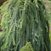 Larix decidua `Pendula` euroopa lehis