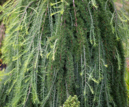 Larix decidua `Pendula` euroopa lehis