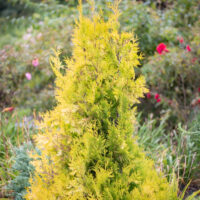 Thuja occidentalis `Yellow Ribbon` harilik elupuu