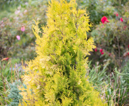 Thuja occidentalis `Yellow Ribbon` harilik elupuu
