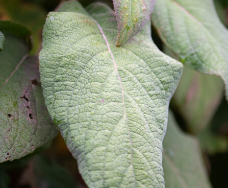 Hydrangea aspera subsp. sargentiana samethortensia (4)