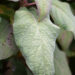 Hydrangea aspera subsp. sargentiana samethortensia (4)