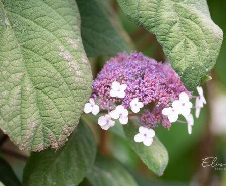 Hydrangea aspera subsp. sargentiana samethortensia (1)