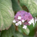 Hydrangea aspera subsp. sargentiana samethortensia (1)