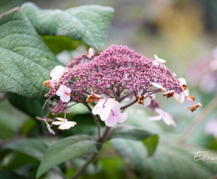 Hydrangea aspera subsp. sargentiana samethortensia (2)