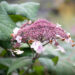 Hydrangea aspera subsp. sargentiana samethortensia (2)