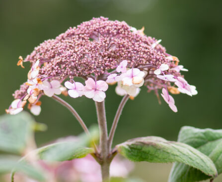 Hydrangea aspera subsp. sargentiana samethortensia (3)