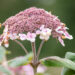 Hydrangea aspera subsp. sargentiana samethortensia (3)