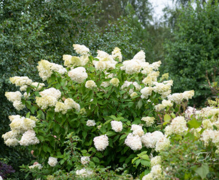 Hydrangea paniculata `Vanille Fraise` aedhortensia