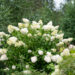 Hydrangea paniculata `Vanille Fraise` aedhortensia