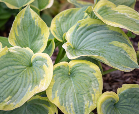 Hosta `Cinderella`